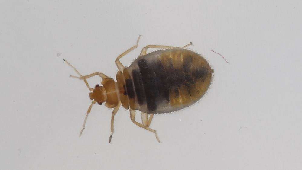 image for Officials: Man unleashes bedbugs at city office after not qualifying f