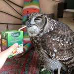 image for PsBattle: Owl Drinking Juice