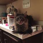 image for The "Not Supposed to be on the Counter" Blep