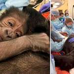 image for Philadelphia Zoo calls in Doctors and Veterinarians to perform emergency surgery on pregnant gorilla; save the lives of both the mother and the new baby!