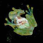 image for This pregnant translucent "Glass Frog" is 🔥🔥