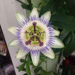 image for After 2 years of nurturing my first Passion Flower bloomed today.