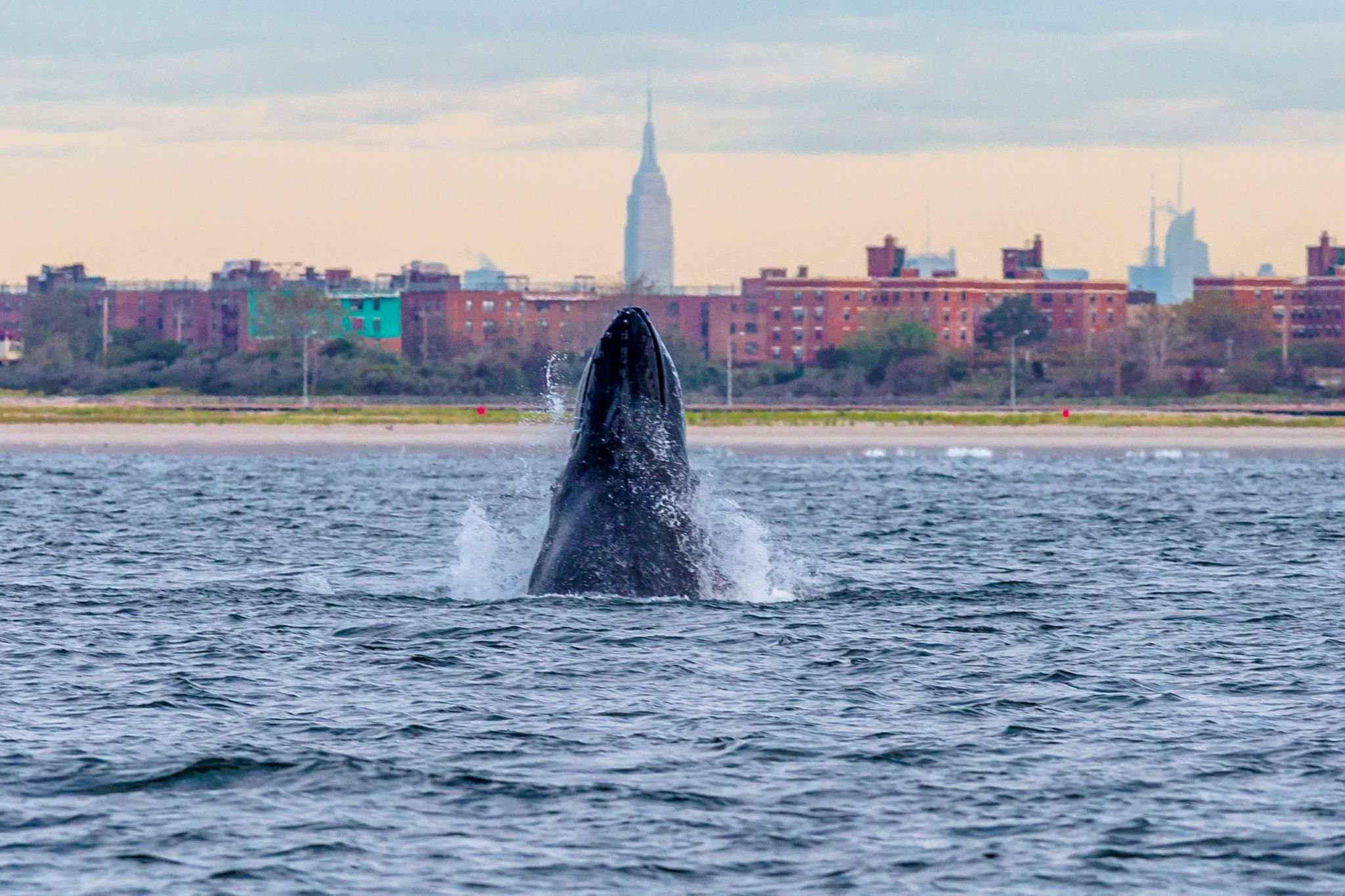 image for Large numbers of humpback whales have returned to NYC for the first time in a century
