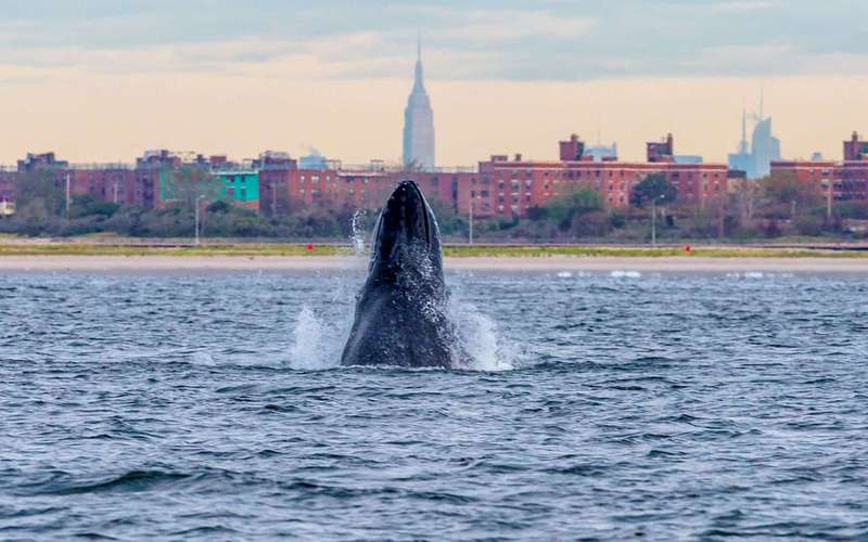 image for Large numbers of humpback whales have returned to NYC for the first time in a century