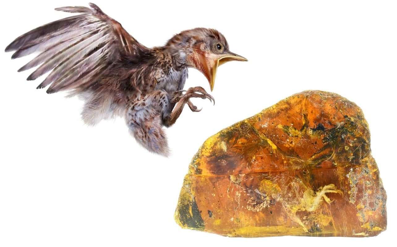 image for 99-million-year-old bird found preserved in amber stuns scientists