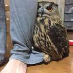 image for Owl hides behind its owner whenever there is a visitor in the house