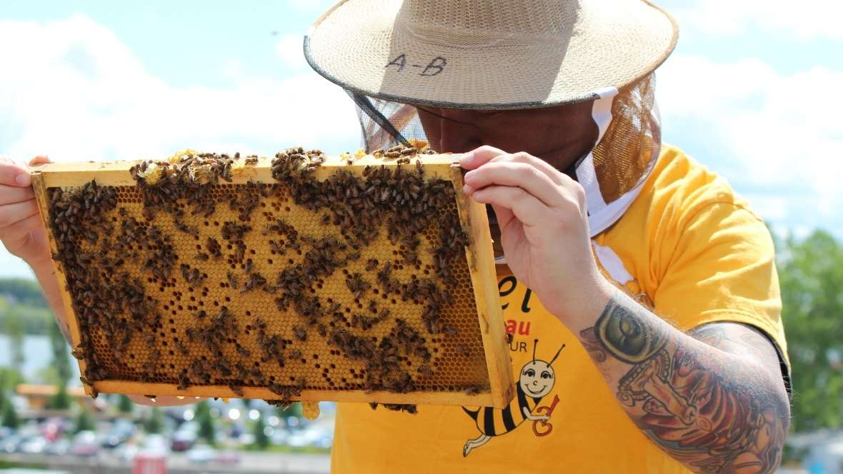 image for 'Amazing change' for Montreal homeless men taking part in urban beekeeping program