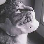image for PsBattle: A cat wearing a human jaw as a souvenir