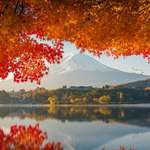 image for Mount Fuji in autumn sunrise
