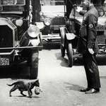 image for A policeman in New York City stops traffic just for a cat to carry its kittens across the street, 1925