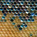 image for Bees producing blue honey when collecting sugars from the dumpster of an M&amp;M factory.