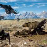 image for Grizzly defending a bison carcass. Looks like a heavy metal album cover.