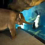 image for The animal handlers at the Oregon Zoo took Elephant around to meet some other animals. The sea lions were her favorite.