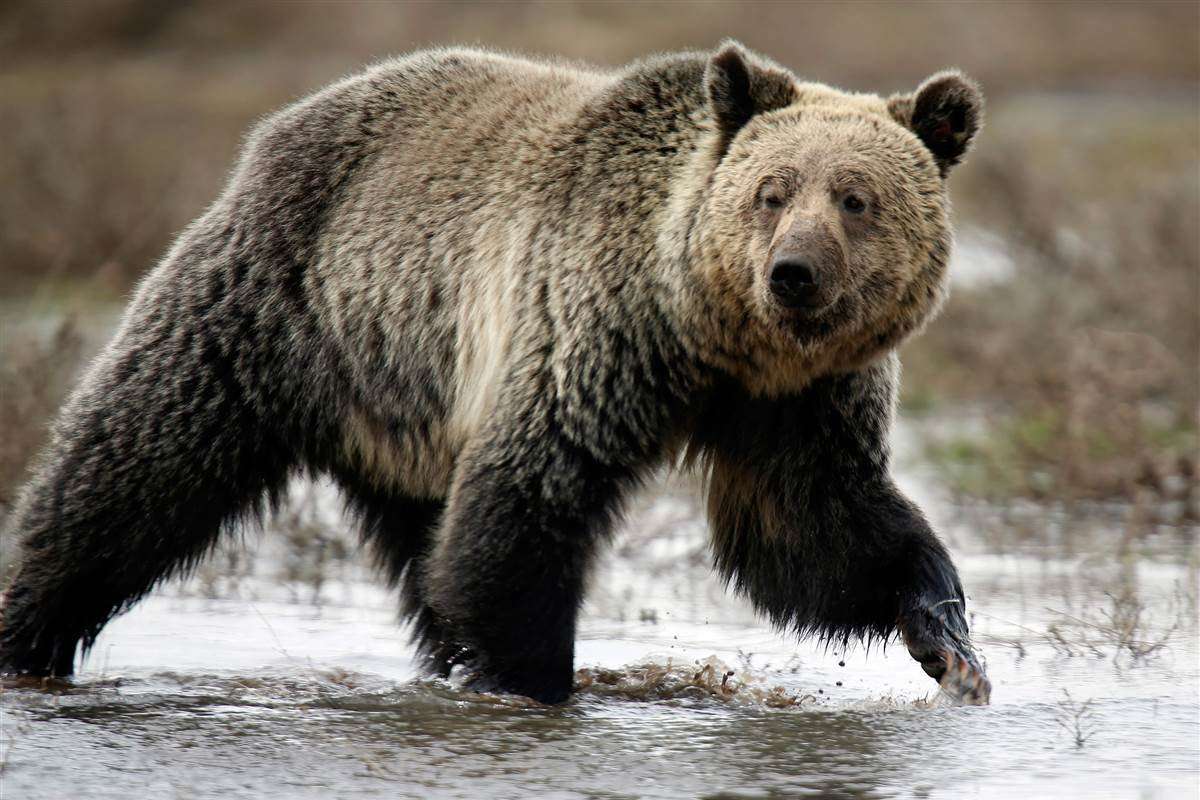 image for Grizzly Conclusion: Feds Remove Bears From Protected List