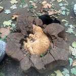 image for PsBattle: Cat in tree stump