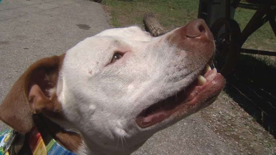 image for For the fourth time, small Kentucky town elects a dog as mayor - WDRB 41 Louisville News