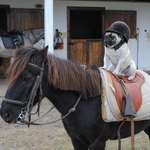image for PsBattle: Pug in a helmet riding a pony