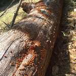 image for The thousands of ladybugs on this log