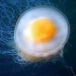 image for The Fried Egg Jellyfish looks like it's just 🔥 enough