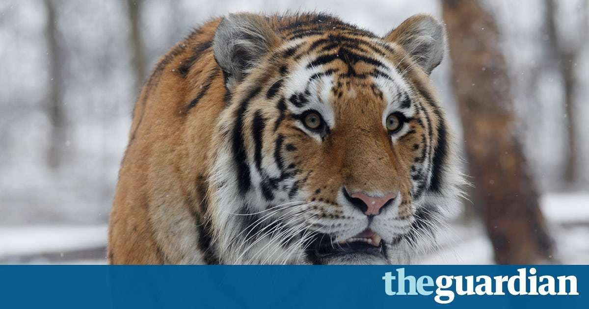 image for Anti-poaching drive brings Siberia’s tigers back from brink