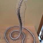 image for King Cobra skeleton is 🔥