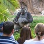 image for This gorilla looks like he decided to have his undergraduate philosophy lecture outside since it's a nice day