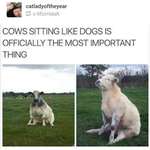 image for Cows sitting like dogs