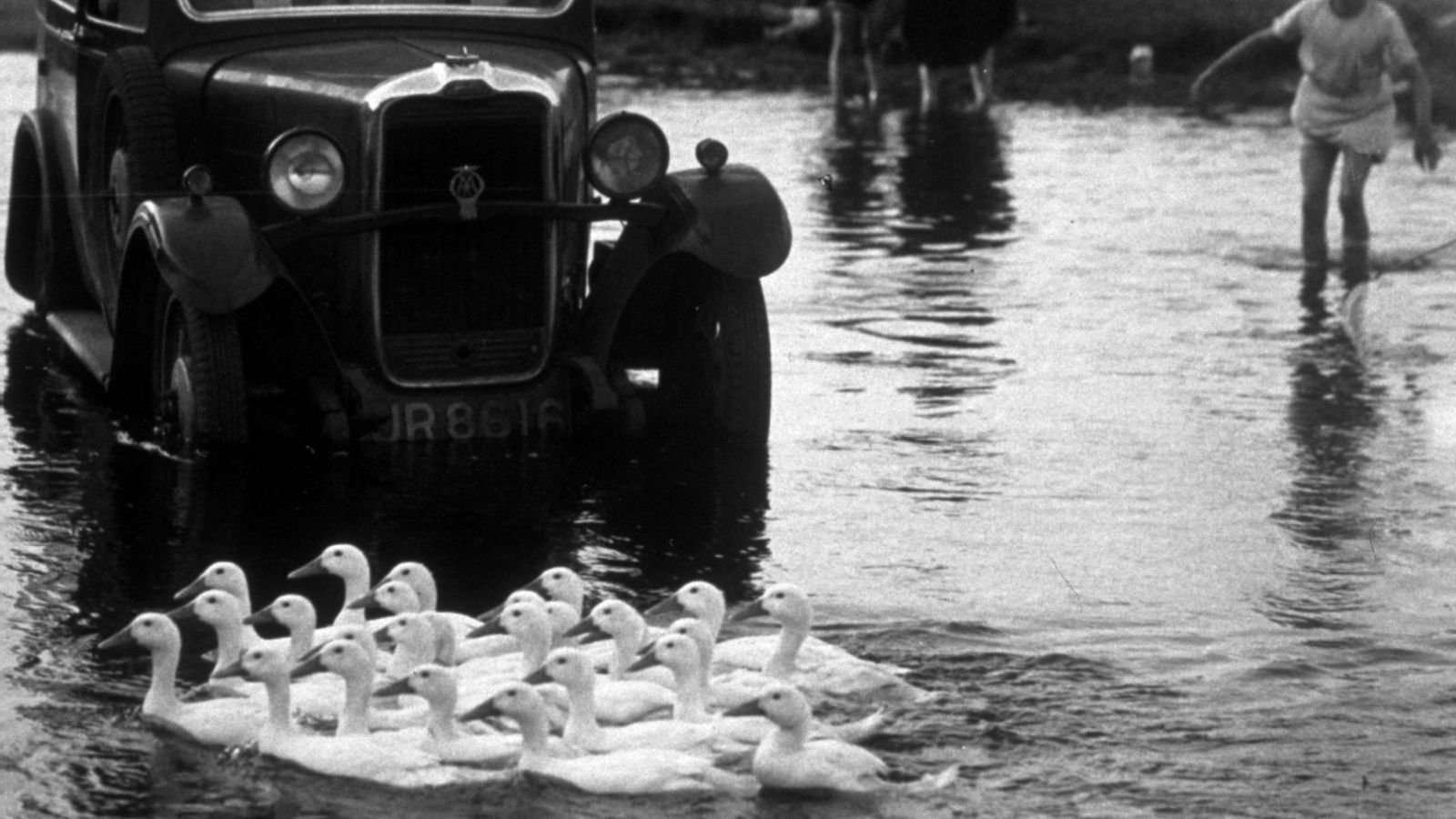 image for Researchers suggest replacing car honks with duck quacks
