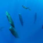 image for Sleeping sperm whales