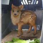 image for World's smallest deer, the pudu