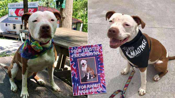 image for Rescued Pit Bull Elected Town Mayor After Beating Out Chicken and a Donkey