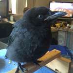 image for Baby Raven