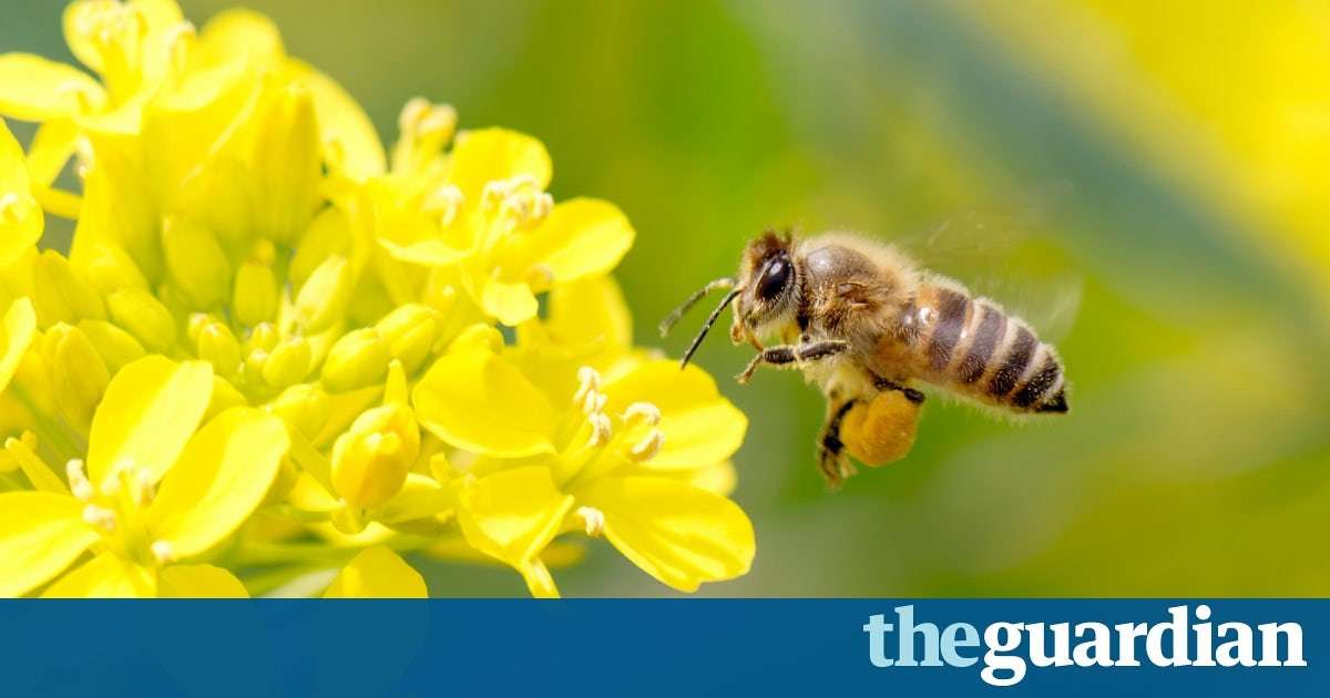 image for Pesticides damage survival of bee colonies, landmark study shows