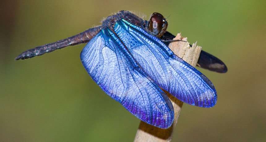 image for The blue wings of this dragonfly may be surprisingly alive