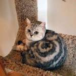 image for I see your Cinnabon cat and raise you cinnamon roll cat