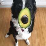 image for U thought I am avocado but actually am avodoggo