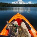 image for All I need is my cat and my kayak.