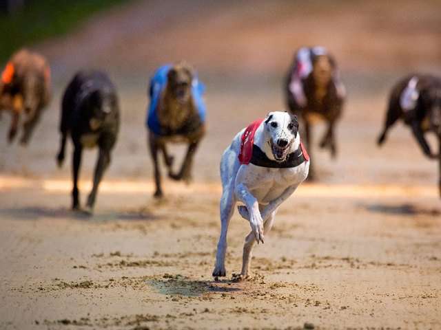 image for State: Florida racing greyhounds test positive for cocaine