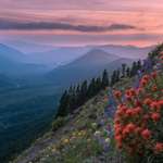 image for Wildflowers are starting to bloom on Mount Hood and its glorious [OC][3000x2000]
