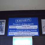 image for The National Aquarium of New Zealand names the naughty penguin of the month