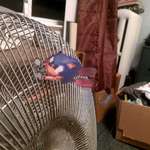 image for Printed Out Sonic &amp;Taped Him to My Fan.