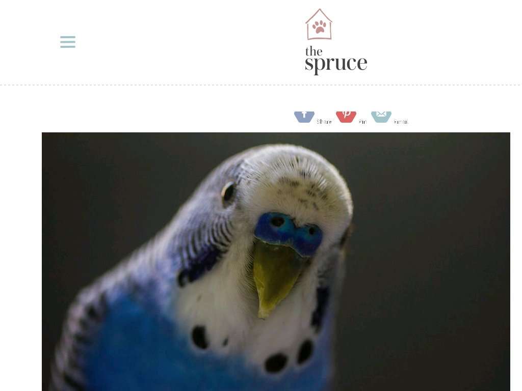 image for What are the Differences Between Parakeets and Budgies?
