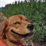 image for PsBattle: Dog next to Marijuana field