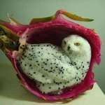 image for An owl carved out of a dragonfruit