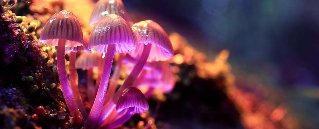 image for Research Shows Magic Mushrooms Can Offer Real Benefits in Depression Therapy