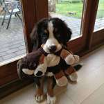 image for My neighbor's Bernese puppy with her own mini-me.