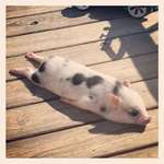 image for Meet my colleague's pig, Bacon Seed, sun-bathing.