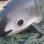 image for The vaquita is a tiny, critically endangered porpoise from the Gulf of California. Only 30 individuals remain. Today is Save The Vaquita day.