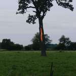 image for This tree was struck by lightning 3 hours ago