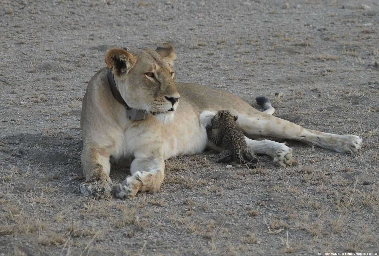image for For the first time, a wild lioness is photographed nursing a baby leopard